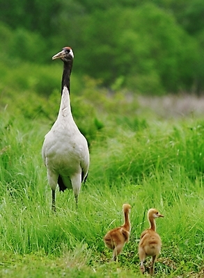 포토 JPG 동물 척추동물 야생동물 새끼 조류 초원 사람없음 학 어미 국내포토 파일형식