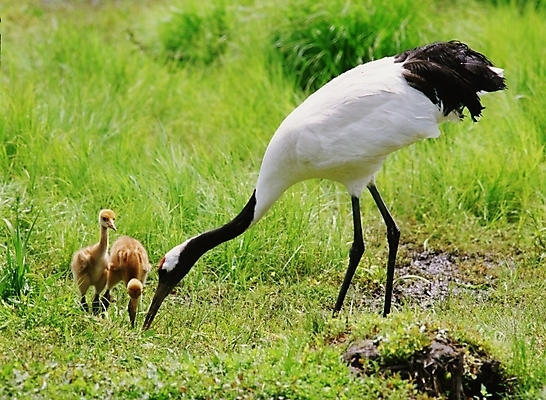 포토 JPG 동물 척추동물 야생동물 새끼 조류 초원 사람없음 학 어미 국내포토 파일형식