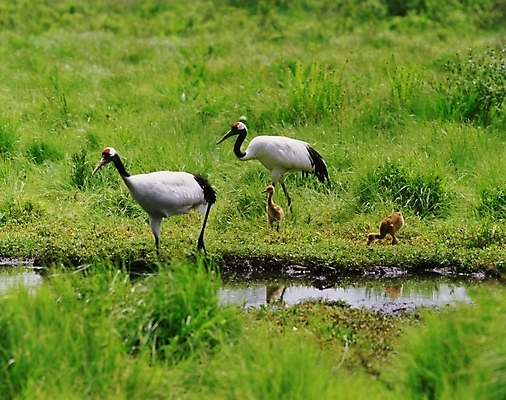 포토 JPG 동물 척추동물 야생동물 새끼 조류 초원 사람없음 학 어미 강가 국내포토 강 파일형식