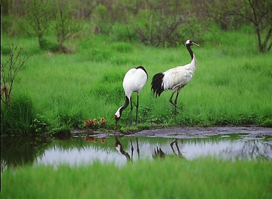 포토 JPG 동물 척추동물 야생동물 두마리 조류 초원 사람없음 학 강가 국내포토 2 강 파일형식