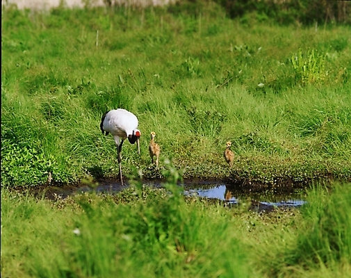 포토 JPG 동물 척추동물 야생동물 새끼 조류 초원 사람없음 학 어미 강가 국내포토 강 파일형식
