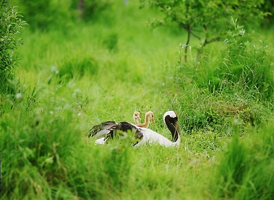 포토 JPG 동물 척추동물 야생동물 새끼 조류 초원 사람없음 학 어미 국내포토 파일형식