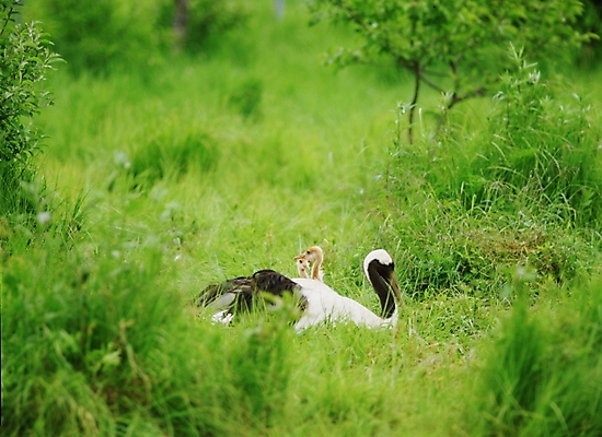 포토 JPG 동물 척추동물 야생동물 새끼 조류 초원 사람없음 학 어미 국내포토 파일형식