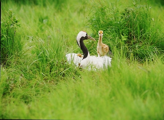 포토 JPG 동물 척추동물 야생동물 새끼 조류 초원 사람없음 학 어미 국내포토 파일형식
