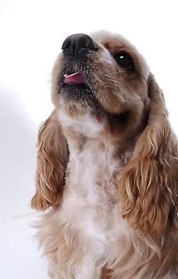 포토 JPG 스튜디오촬영 동물 척추동물 한마리 육지동물 반려견 포유류 사람없음 반려동물 코커스패니얼 개 반려 국내포토 1 실내 스패니얼 파일형식