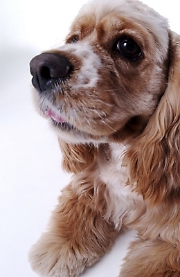 포토 JPG 스튜디오촬영 동물 척추동물 한마리 육지동물 반려견 포유류 사람없음 반려동물 코커스패니얼 개 반려 국내포토 1 실내 스패니얼 파일형식