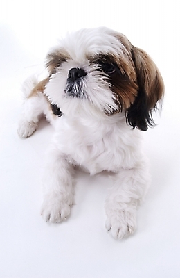 포토 JPG 스튜디오촬영 동물 척추동물 한마리 육지동물 반려견 포유류 사람없음 반려동물 개 시츄 반려 국내포토 1 실내 파일형식