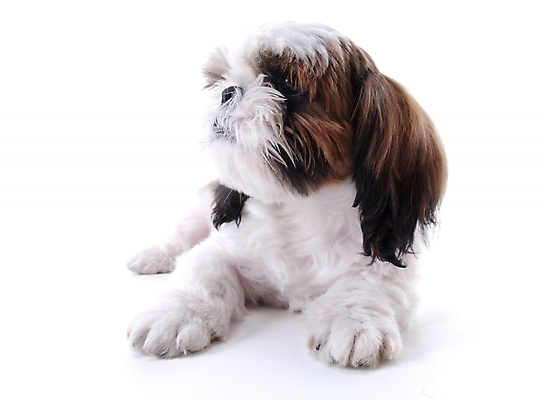 포토 JPG 스튜디오촬영 동물 척추동물 한마리 육지동물 반려견 포유류 사람없음 반려동물 개 시츄 반려 국내포토 1 실내 파일형식