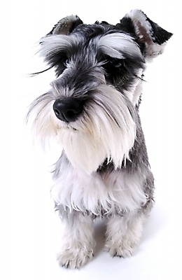 포토 JPG 스튜디오촬영 동물 척추동물 한마리 육지동물 반려견 포유류 사람없음 반려동물 개 슈나우저 반려 국내포토 1 실내 파일형식