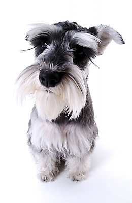 포토 JPG 스튜디오촬영 동물 척추동물 한마리 육지동물 반려견 포유류 사람없음 반려동물 개 슈나우저 반려 국내포토 1 실내 파일형식