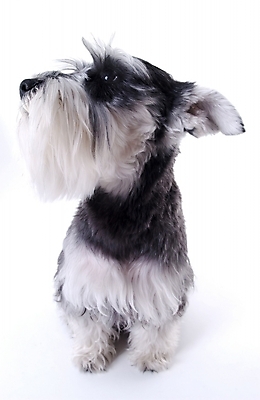 포토 JPG 스튜디오촬영 동물 척추동물 한마리 육지동물 반려견 포유류 사람없음 반려동물 개 슈나우저 반려 국내포토 1 실내 파일형식