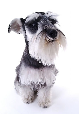 포토 JPG 스튜디오촬영 동물 척추동물 한마리 육지동물 반려견 포유류 사람없음 반려동물 개 슈나우저 반려 국내포토 1 실내 파일형식