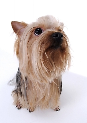 포토 JPG 스튜디오촬영 동물 척추동물 한마리 육지동물 반려견 포유류 사람없음 반려동물 개 요크셔테리어 반려 국내포토 1 실내 테리어 파일형식