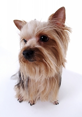 포토 JPG 스튜디오촬영 동물 척추동물 한마리 육지동물 반려견 포유류 사람없음 반려동물 개 요크셔테리어 반려 국내포토 1 실내 테리어 파일형식