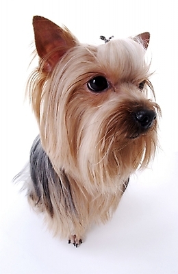 포토 JPG 스튜디오촬영 동물 척추동물 한마리 육지동물 반려견 포유류 사람없음 반려동물 개 요크셔테리어 반려 국내포토 1 실내 테리어 파일형식