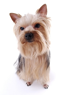 포토 JPG 스튜디오촬영 동물 척추동물 한마리 육지동물 반려견 포유류 사람없음 반려동물 개 요크셔테리어 반려 국내포토 1 실내 테리어 파일형식