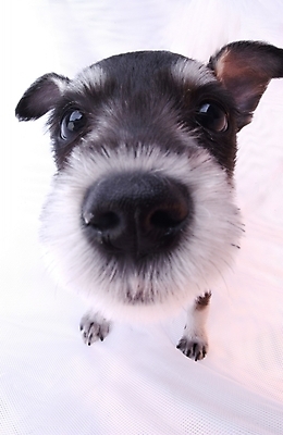 포토 JPG 스튜디오촬영 동물 척추동물 한마리 육지동물 반려견 포유류 사람없음 반려동물 개 강아지 슈나우저 반려 국내포토 1 실내 파일형식