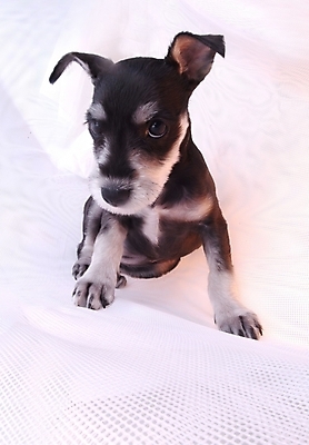 포토 JPG 스튜디오촬영 동물 척추동물 한마리 육지동물 반려견 포유류 사람없음 반려동물 개 강아지 슈나우저 반려 국내포토 1 실내 파일형식