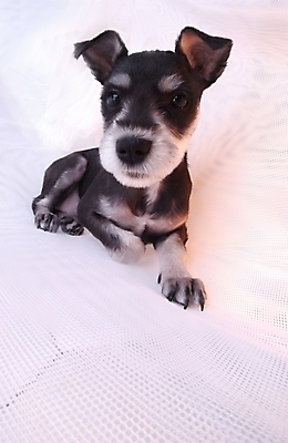 포토 JPG 스튜디오촬영 동물 척추동물 한마리 육지동물 반려견 포유류 사람없음 반려동물 개 강아지 슈나우저 반려 국내포토 1 실내 파일형식