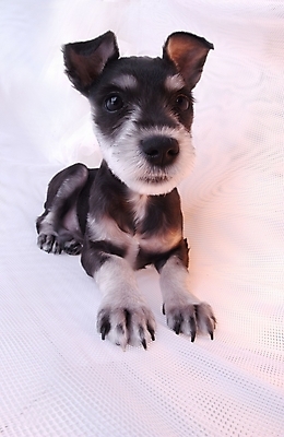 포토 JPG 스튜디오촬영 동물 척추동물 한마리 육지동물 반려견 포유류 사람없음 반려동물 개 강아지 슈나우저 반려 국내포토 1 실내 파일형식