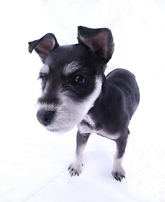 포토 JPG 스튜디오촬영 동물 척추동물 한마리 육지동물 반려견 포유류 사람없음 반려동물 개 강아지 슈나우저 반려 국내포토 1 실내 파일형식