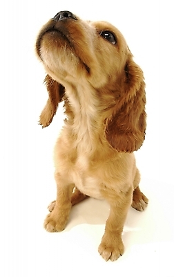 포토 JPG 스튜디오촬영 동물 척추동물 한마리 육지동물 반려견 포유류 사람없음 반려동물 코커스패니얼 개 강아지 반려 국내포토 1 실내 스패니얼 파일형식