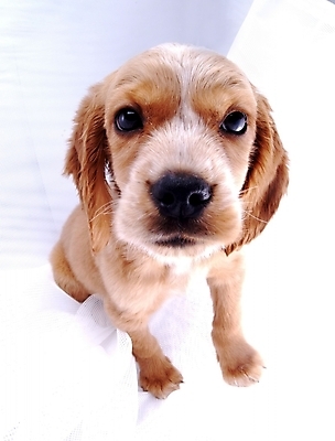 포토 JPG 스튜디오촬영 동물 척추동물 한마리 육지동물 반려견 포유류 사람없음 반려동물 코커스패니얼 개 강아지 반려 국내포토 1 실내 스패니얼 파일형식