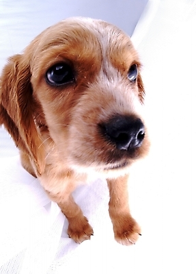 포토 JPG 스튜디오촬영 동물 척추동물 한마리 육지동물 반려견 포유류 사람없음 반려동물 코커스패니얼 개 강아지 반려 국내포토 1 실내 스패니얼 파일형식