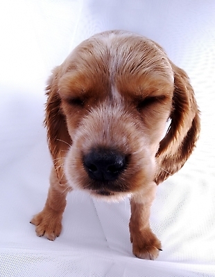 포토 JPG 스튜디오촬영 동물 척추동물 한마리 육지동물 반려견 포유류 사람없음 반려동물 코커스패니얼 개 강아지 반려 국내포토 1 실내 스패니얼 파일형식