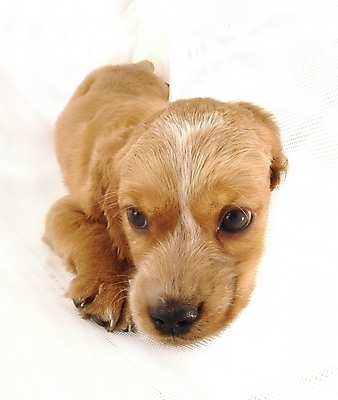 포토 JPG 스튜디오촬영 동물 척추동물 한마리 육지동물 반려견 포유류 사람없음 반려동물 코커스패니얼 개 강아지 반려 국내포토 1 실내 스패니얼 파일형식