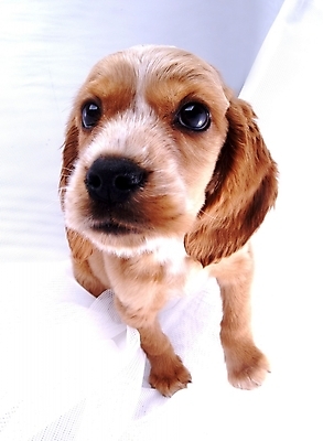 포토 JPG 스튜디오촬영 동물 척추동물 한마리 육지동물 반려견 포유류 사람없음 반려동물 코커스패니얼 개 강아지 반려 국내포토 1 실내 스패니얼 파일형식