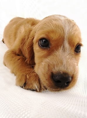 포토 JPG 스튜디오촬영 동물 척추동물 한마리 육지동물 반려견 포유류 사람없음 반려동물 코커스패니얼 개 강아지 반려 국내포토 1 실내 스패니얼 파일형식