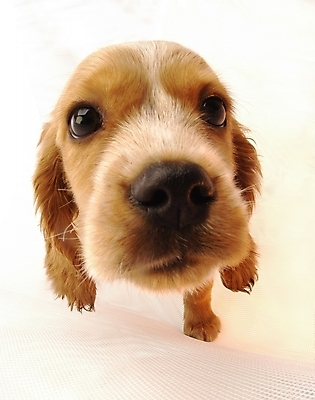 포토 JPG 스튜디오촬영 동물 척추동물 한마리 육지동물 반려견 포유류 사람없음 반려동물 코커스패니얼 개 강아지 반려 국내포토 1 실내 스패니얼 파일형식