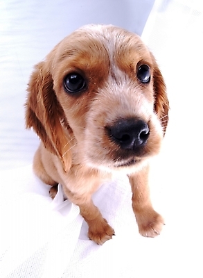 포토 JPG 스튜디오촬영 동물 척추동물 한마리 육지동물 반려견 포유류 사람없음 반려동물 코커스패니얼 개 강아지 반려 국내포토 1 실내 스패니얼 파일형식