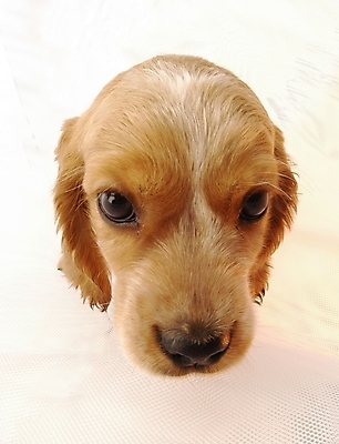 포토 JPG 스튜디오촬영 동물 척추동물 한마리 육지동물 반려견 포유류 사람없음 반려동물 코커스패니얼 개 강아지 반려 국내포토 1 실내 스패니얼 파일형식