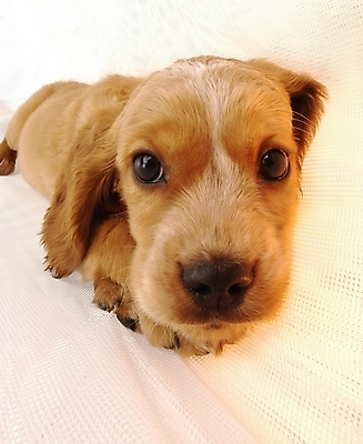 포토 JPG 스튜디오촬영 동물 척추동물 한마리 육지동물 반려견 포유류 사람없음 반려동물 코커스패니얼 개 강아지 반려 국내포토 1 실내 스패니얼 파일형식