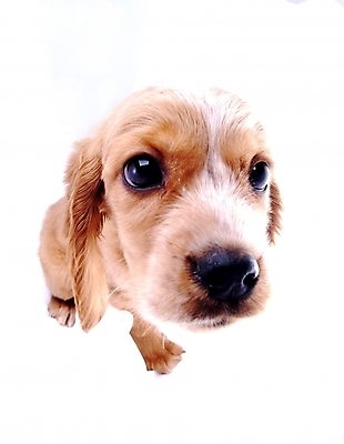 포토 JPG 스튜디오촬영 동물 척추동물 한마리 육지동물 반려견 포유류 사람없음 반려동물 코커스패니얼 개 강아지 반려 국내포토 1 실내 스패니얼 파일형식