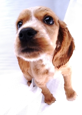 포토 JPG 스튜디오촬영 동물 척추동물 한마리 육지동물 반려견 포유류 사람없음 반려동물 코커스패니얼 개 강아지 반려 국내포토 1 실내 스패니얼 파일형식