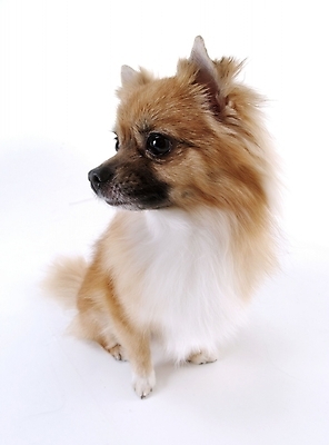 포토 JPG 스튜디오촬영 동물 척추동물 한마리 육지동물 반려견 포유류 사람없음 반려동물 개 반려 국내포토 1 실내 파일형식