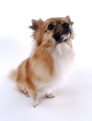 포토 JPG 스튜디오촬영 동물 척추동물 한마리 육지동물 반려견 포유류 사람없음 반려동물 개 반려 국내포토 1 실내 파일형식