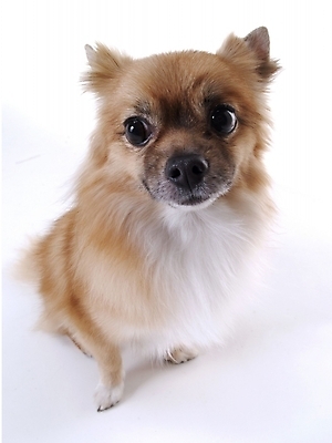 포토 JPG 스튜디오촬영 동물 척추동물 한마리 육지동물 반려견 포유류 사람없음 반려동물 개 반려 국내포토 1 실내 파일형식