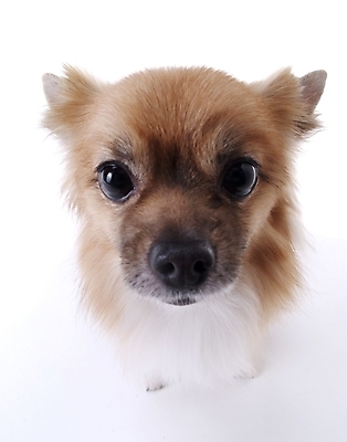 포토 JPG 스튜디오촬영 동물 척추동물 한마리 육지동물 반려견 포유류 사람없음 반려동물 개 반려 국내포토 1 실내 파일형식