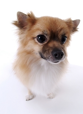 포토 JPG 스튜디오촬영 동물 척추동물 한마리 육지동물 반려견 포유류 사람없음 반려동물 개 반려 국내포토 1 실내 파일형식