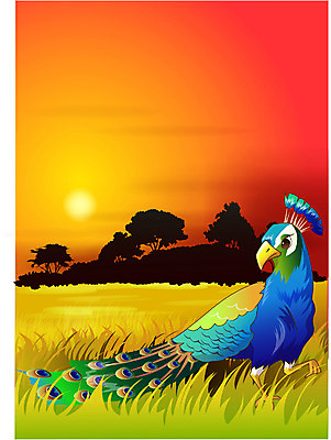 EPS 동물 척추동물 한마리 실루엣 야생동물 일러스트 자연 조류 동물원 사람없음 야외 노을 공작 열대우림 국내일러스트 자연요소 1 촬영기법 숲 생태계 파일형식 벡터