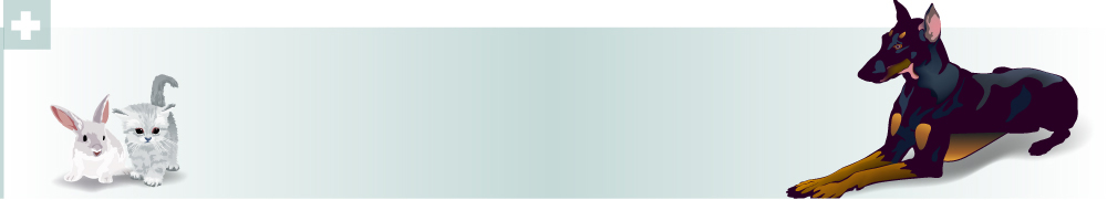 동물 템플릿 척추동물 육지동물 배너템플릿 가로배너 포유류 의학 병원 치료 개 이미지템플릿 배너 가로