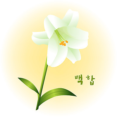 EPS 클립아트 식물 계절 꽃 컬러 백그라운드 꽃백그라운드 일러스트 여름꽃 자연 사람없음 여름 흰색 백합 국내일러스트 생태계 파일형식 벡터 여름_계절