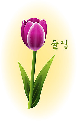 EPS 클립아트 식물 계절 꽃 컬러 백그라운드 꽃백그라운드 일러스트 봄꽃 자연 사람없음 보라색 봄 튤립 국내일러스트 생태계 파일형식 벡터