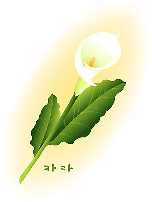 EPS 클립아트 식물 계절 꽃 컬러 백그라운드 꽃백그라운드 일러스트 여름꽃 자연 사람없음 여름 카라 칼라꽃 국내일러스트 생태계 파일형식 벡터 여름_계절