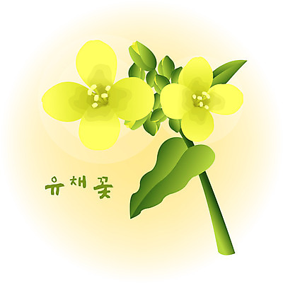 EPS 클립아트 식물 계절 꽃 컬러 백그라운드 꽃백그라운드 일러스트 봄꽃 자연 사람없음 노란색 봄 유채 국내일러스트 생태계 파일형식 벡터