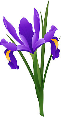 EPS 클립아트 식물 꽃 컬러 일러스트 자연 사람없음 보라색 아이리스 붓꽃 국내일러스트 생태계 파일형식 벡터